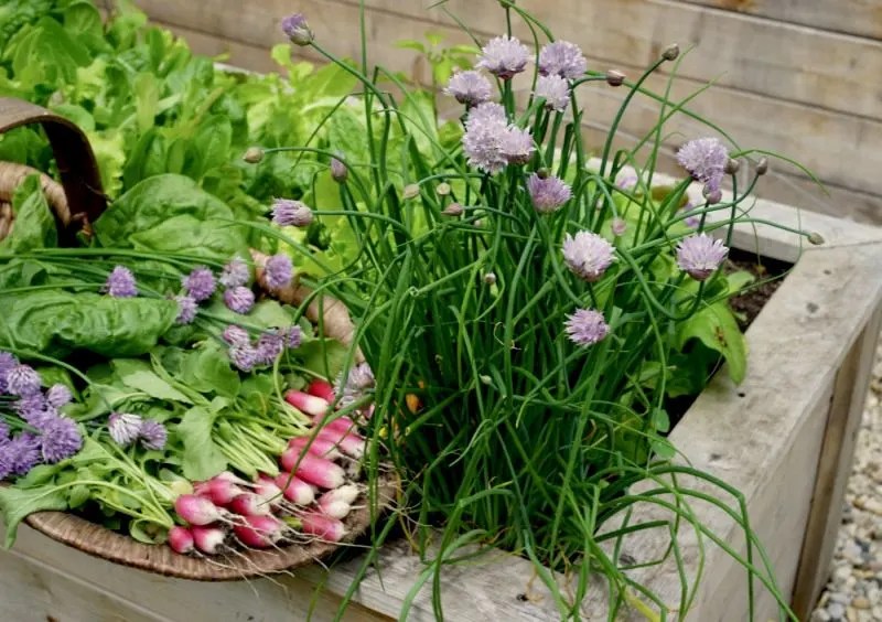 Experiment with Companion Planting