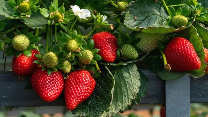 Strawberries: Sweet and Decorative