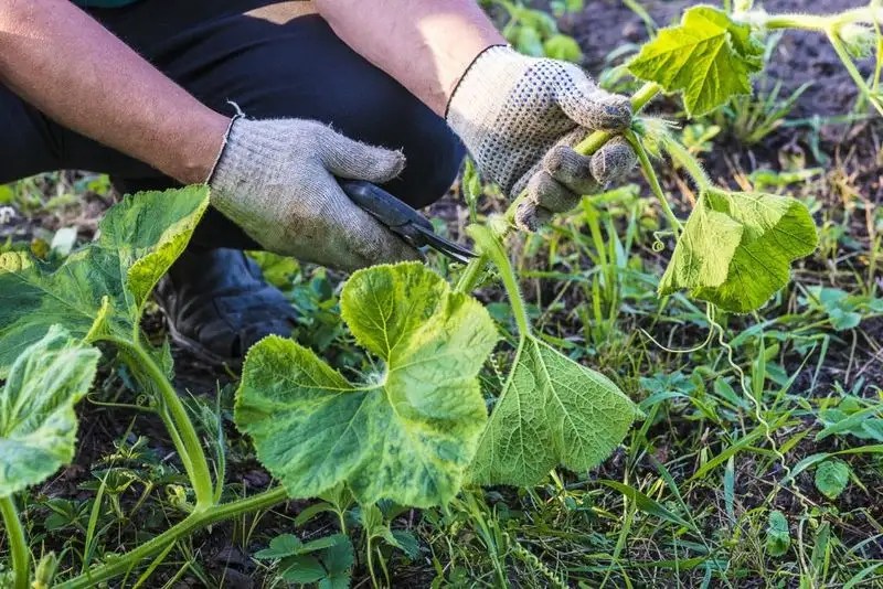 Prune for Healthier Growth