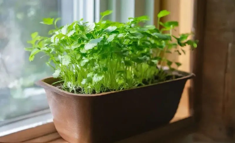 Troubleshooting Common Issues