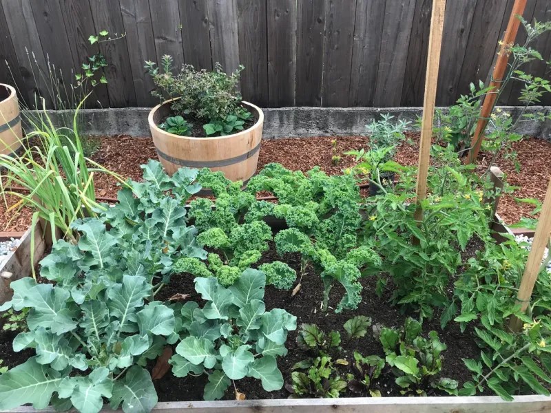 Planting Too Closely