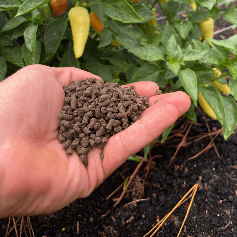 Using Organic Fertilizers
