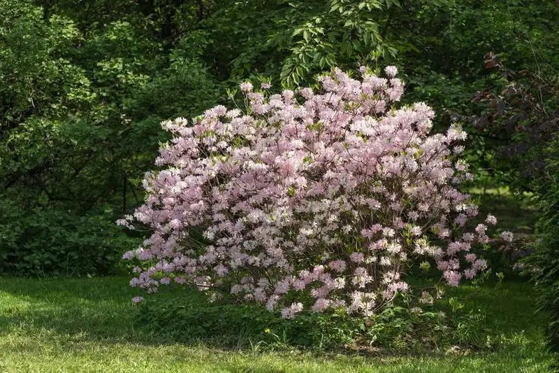 Swamp Azalea