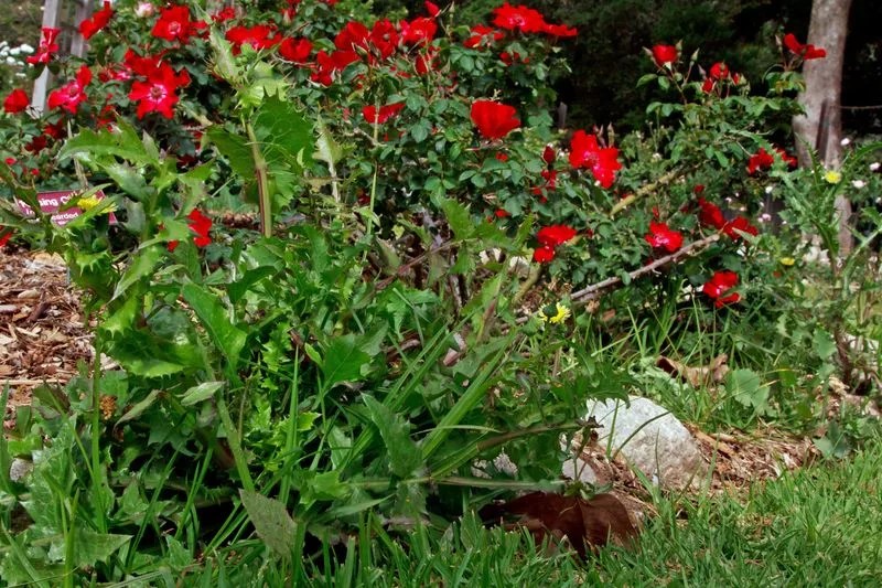 Weed Management