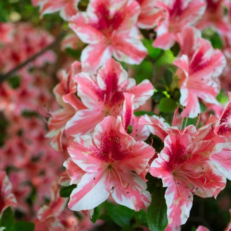Azalea