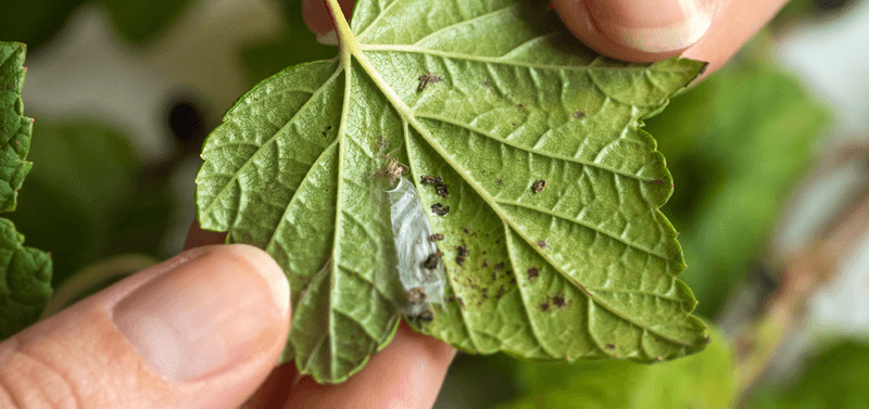 Biological Pest Control