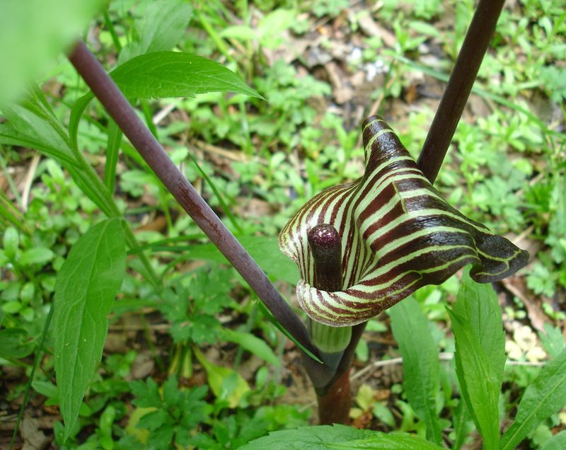 Jack-in-the-Pulpit