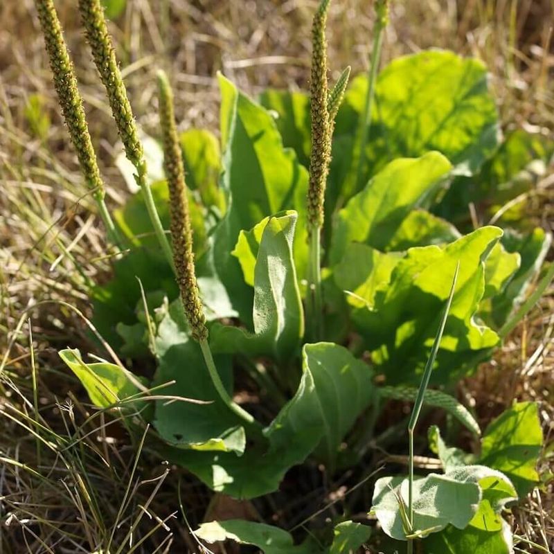 Plantain Weed Fertilizer