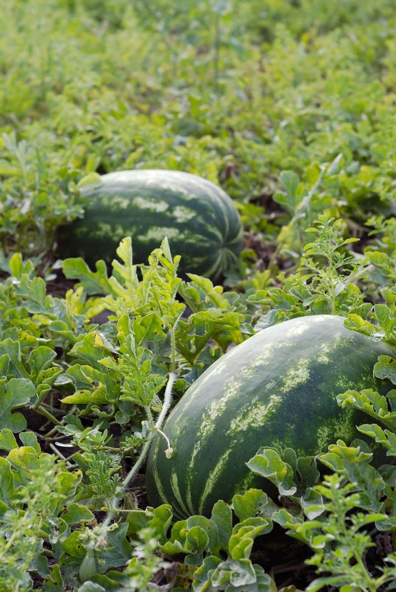 Watermelon