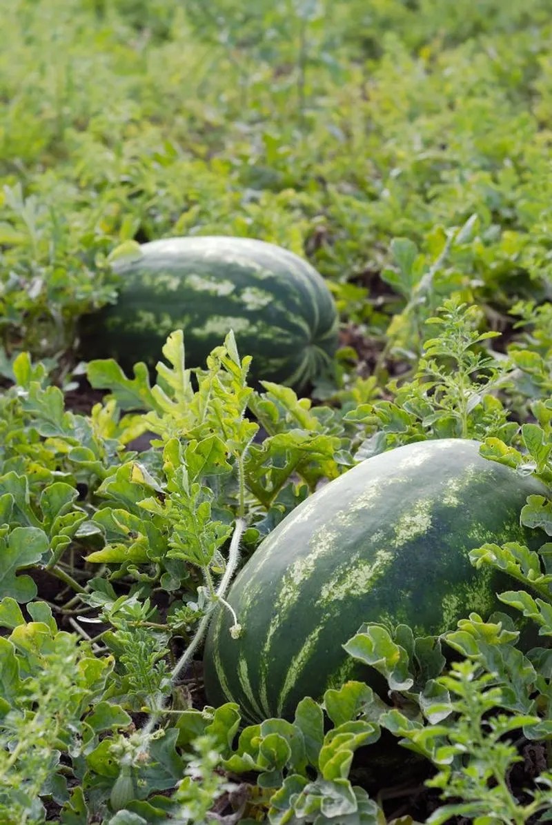 Watermelon