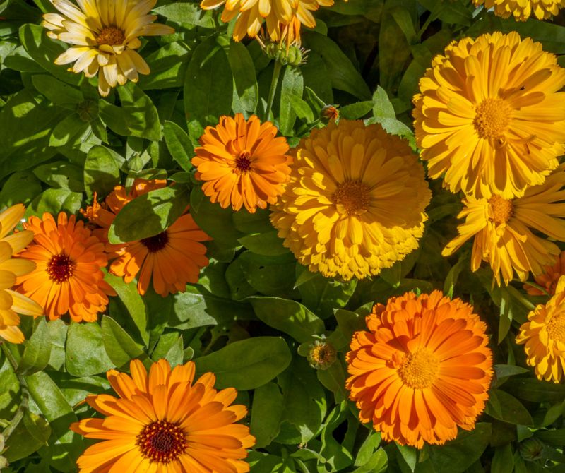 Calendula