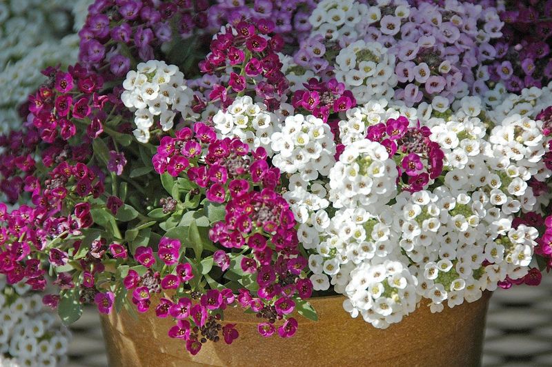 Sweet Alyssum
