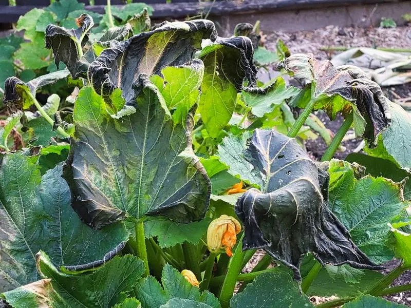 Checking for Frost Damage