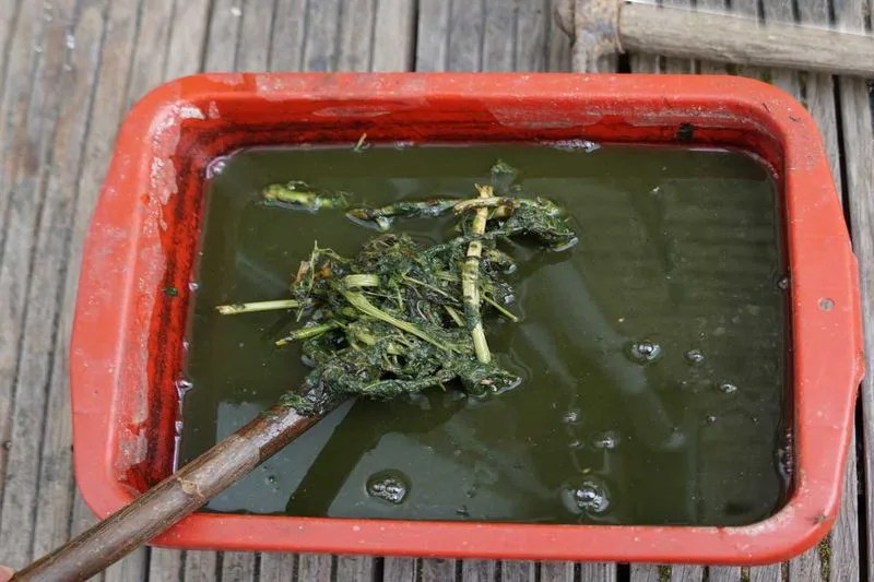 Nettle Tea Fertilizer
