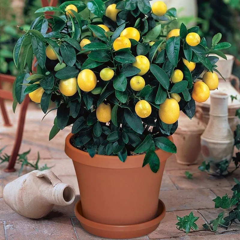 Container Citrus Trees