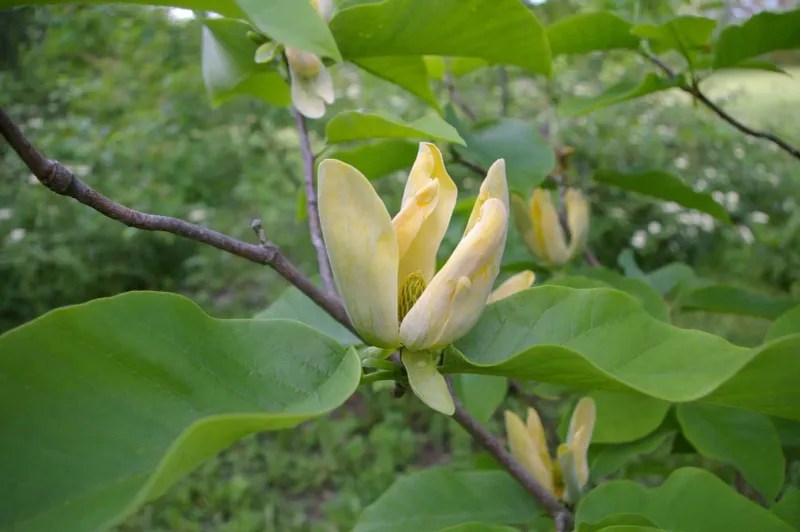 Cucumber Tree Magnolia