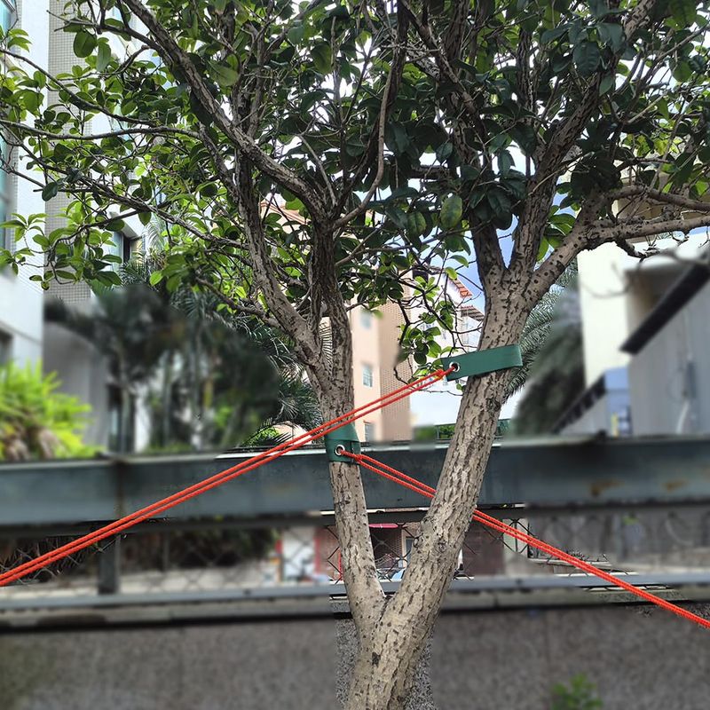 Solid Tree Bracing Kits