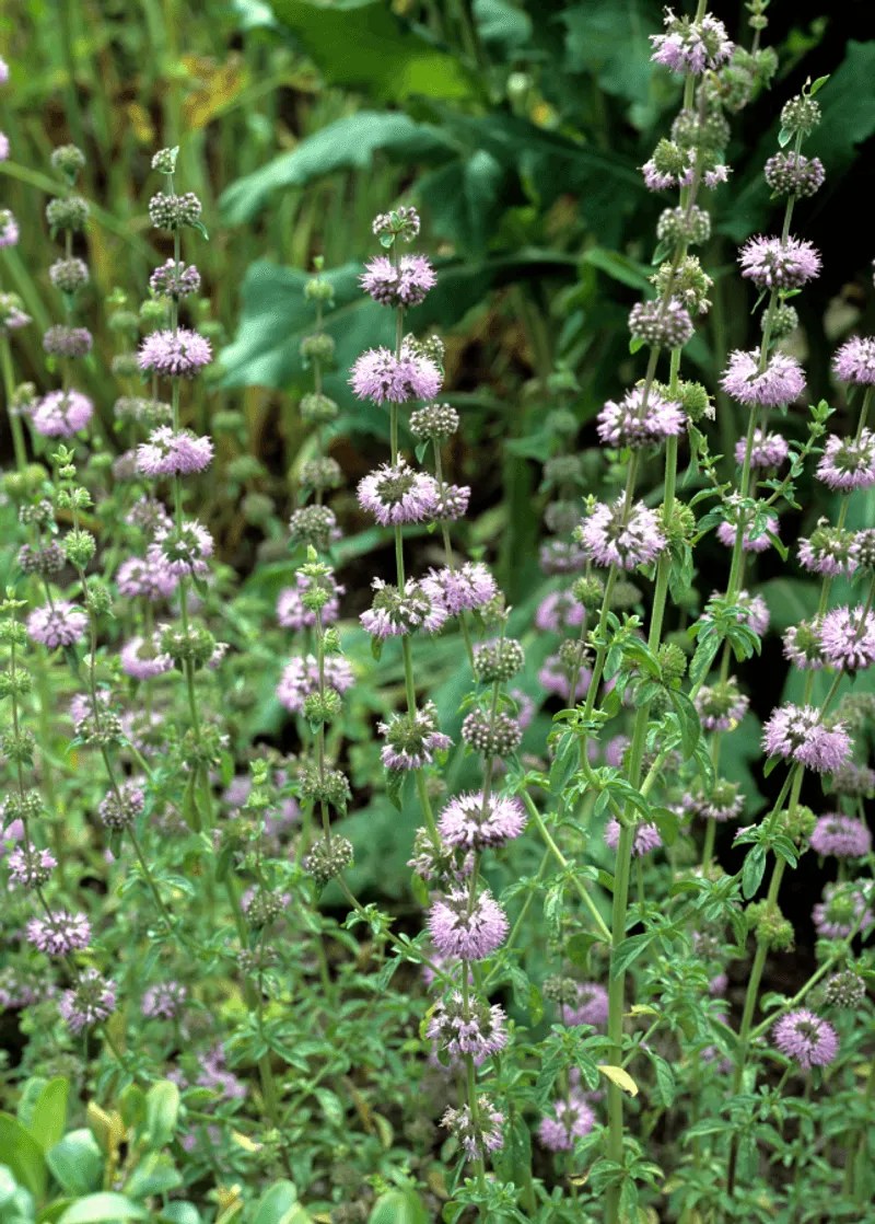 Pennyroyal