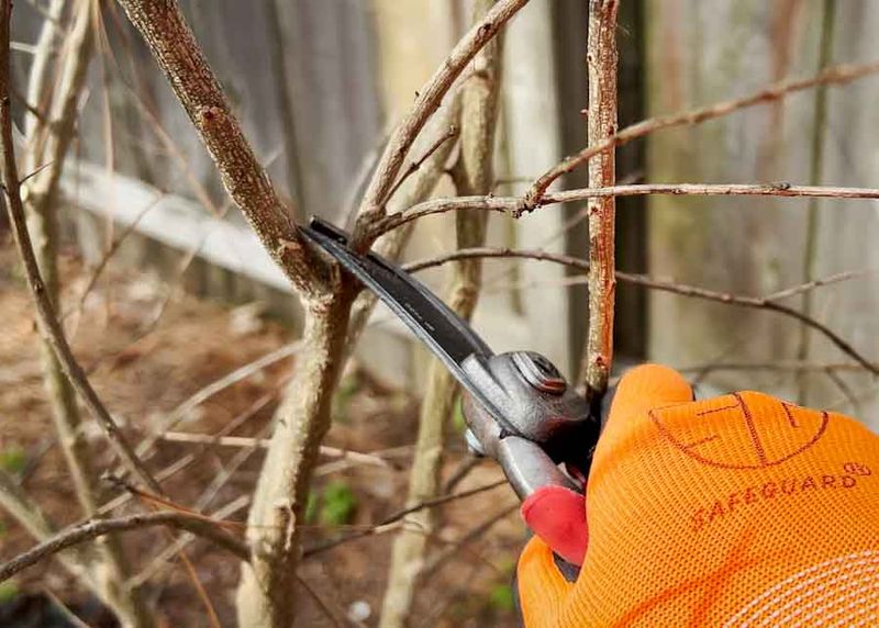 Pruning for Health and Yield