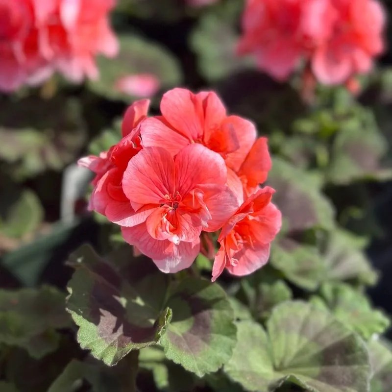 Geranium