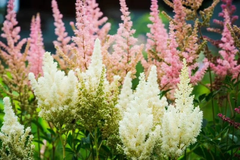 Astilbe