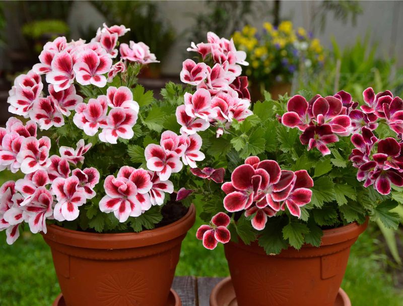 Geraniums