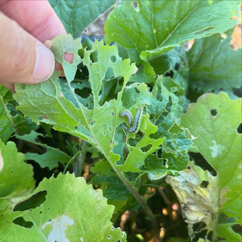 Ignoring Pest Control