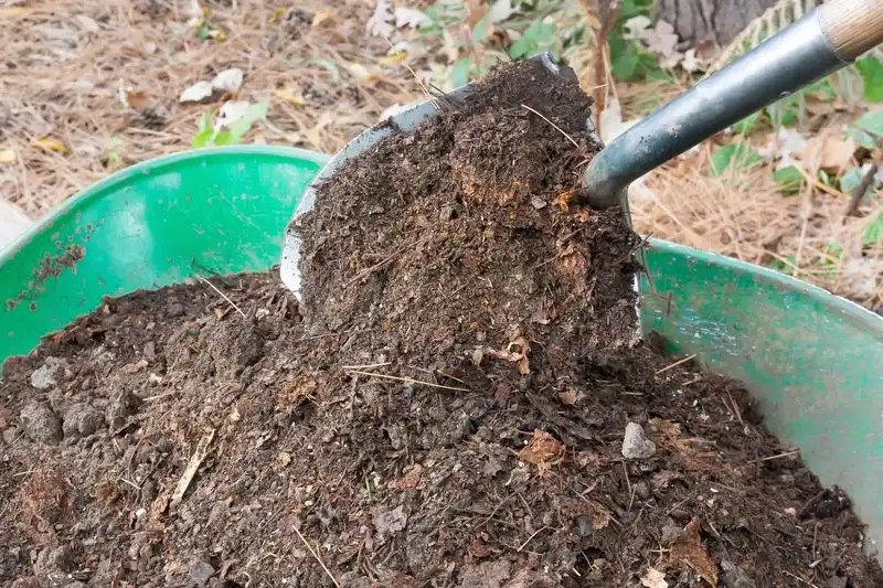 Neglecting Mulching Needs