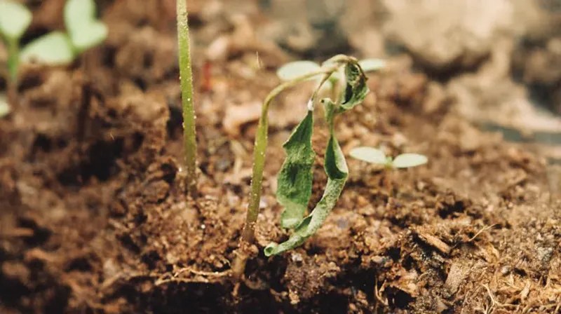 Improper Temperature