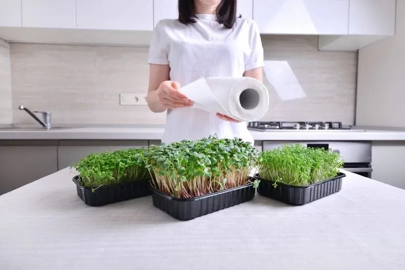Kitchen Countertop Microgreens