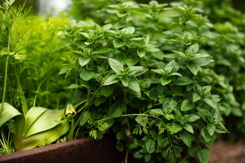 Oregano