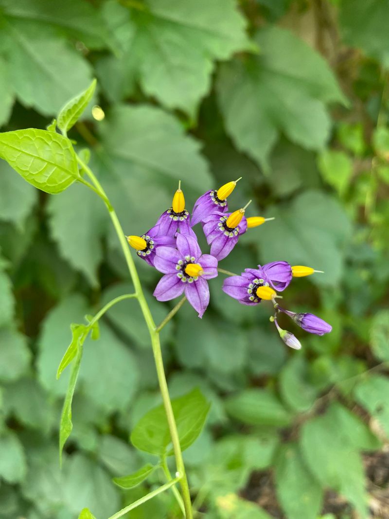 Bittersweet Nightshade