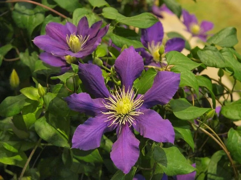 Choosing Wrong Clematis Variety