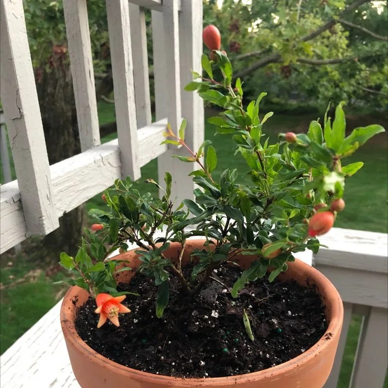 Selecting the Right Soil