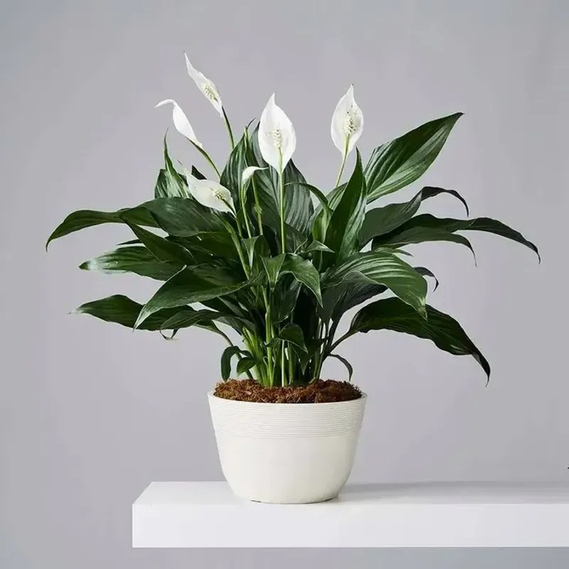 Peace Lily
