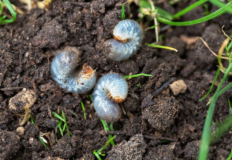 Control Lawn Grubs