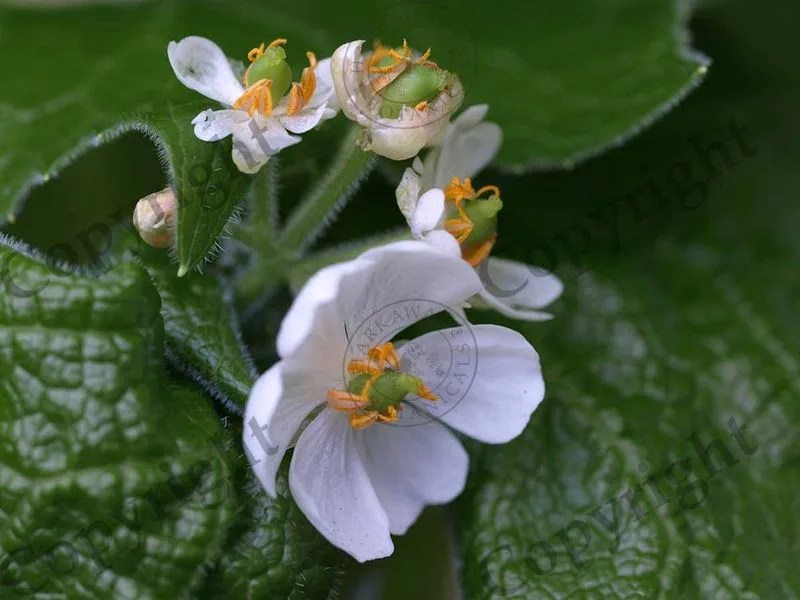 Pollination Dynamics