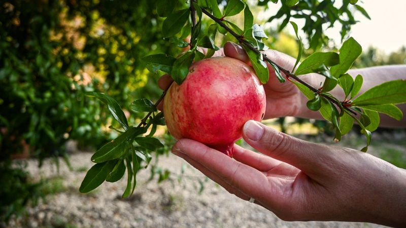 Harvesting the Fruits