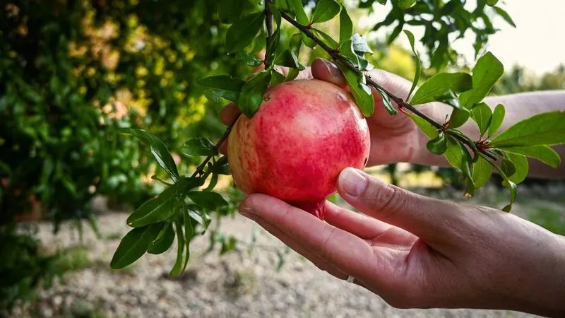 Harvesting the Fruits