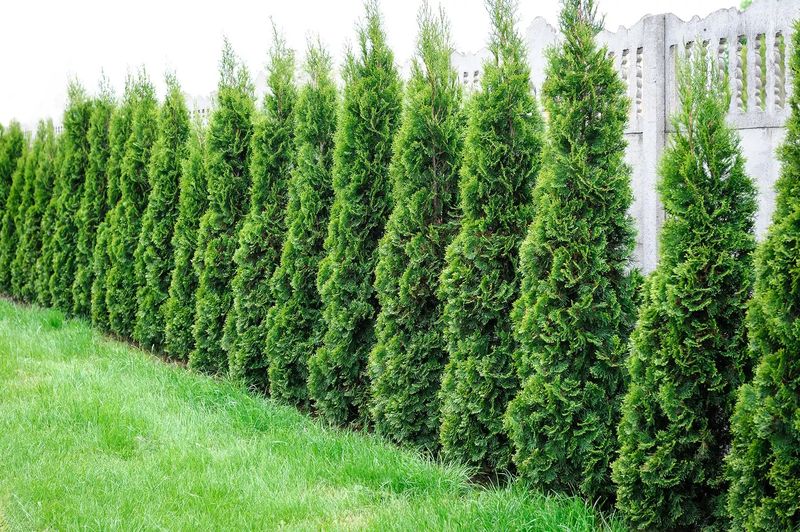 Thuja Green Giant