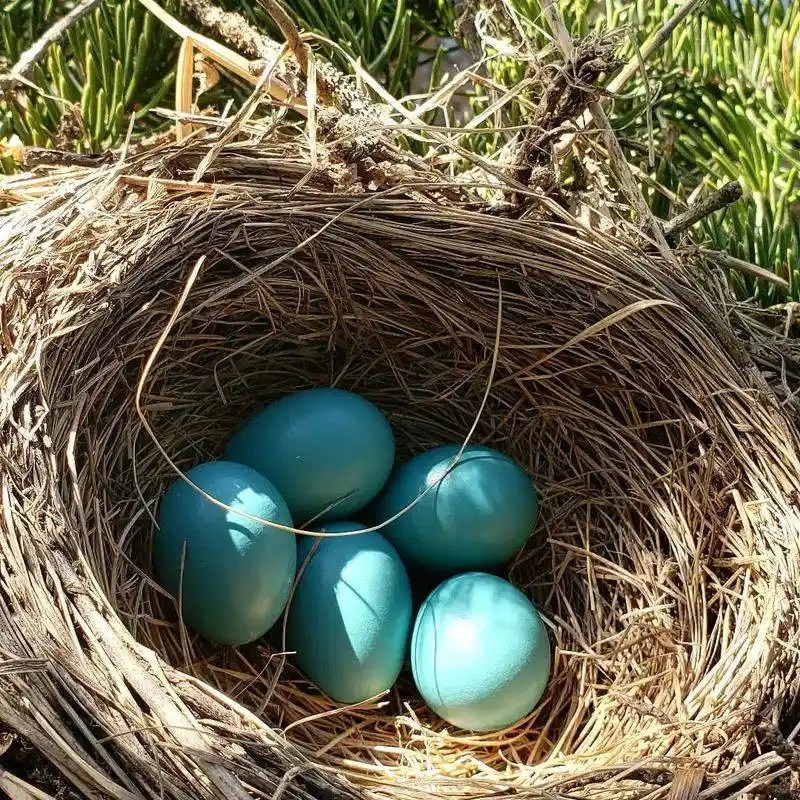 Robin&rsquo;s Cozy Retreat