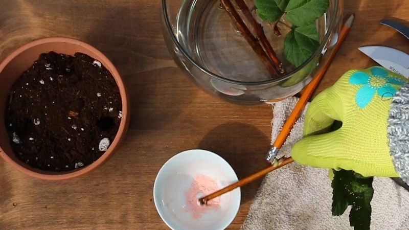 Failing to Use Rooting Hormone