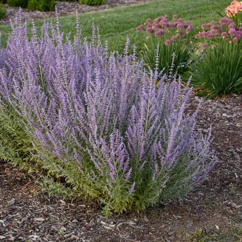 Russian Sage