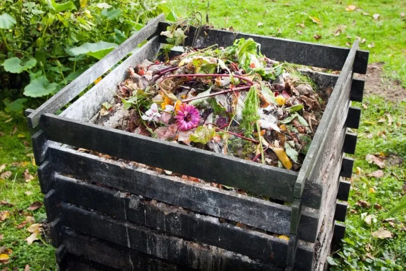 Compost Activator