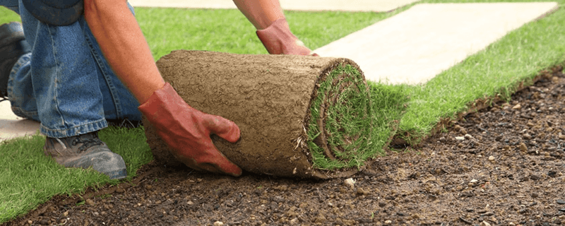 Sod Installation