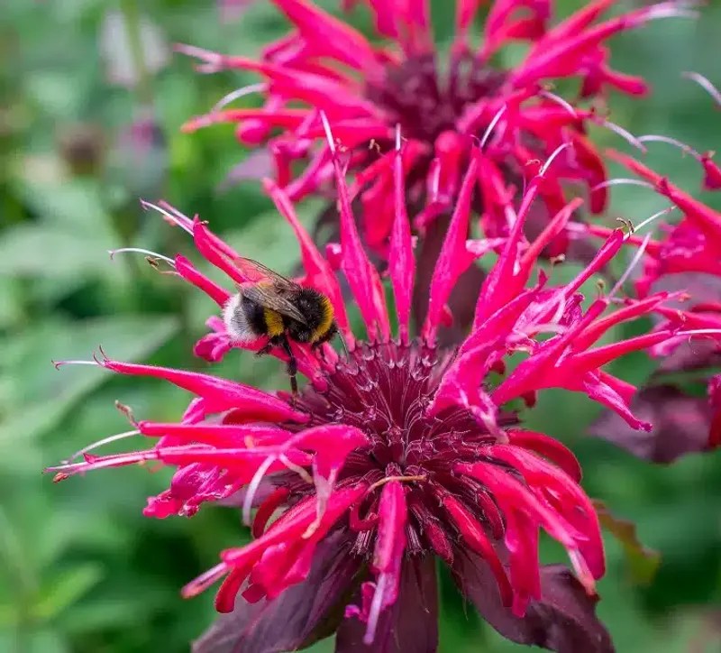Bee Balm