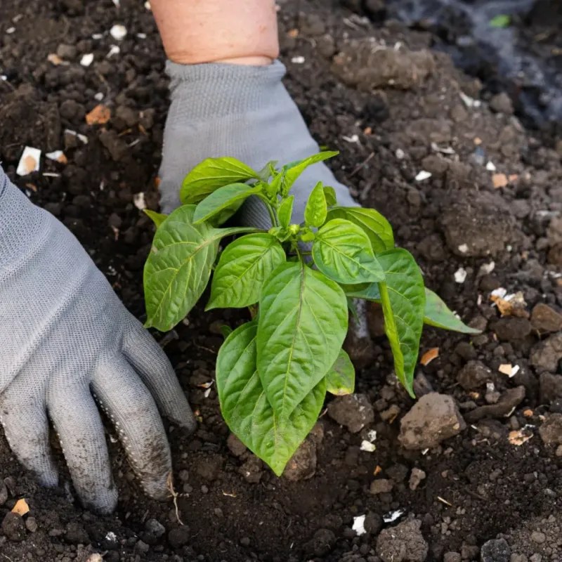 Use Well-Draining Soil