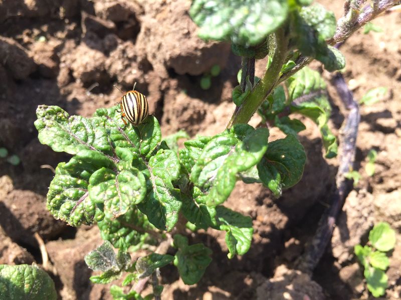 Pest and Disease Management