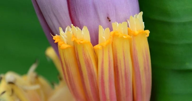 Flowering and Pollination