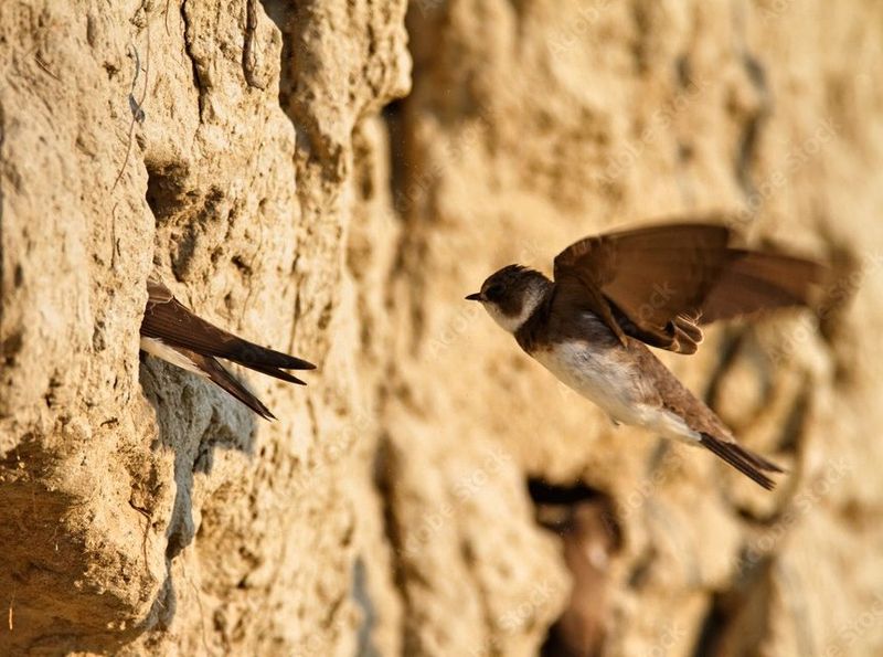 Swallow&rsquo;s Aerial Abode
